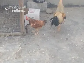  5 دجاج عرب للبيع