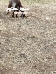  1 عنز لحم سن جمع شطرا للبيع