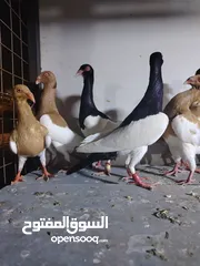  20 جواز يهودي نخب شغالات جاهزات للبيض مع فراخهن كوم كاما ماخذ جميع المطاعيم ومعقمات من الحشرات