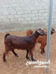  2 البيع شاه سمين راهيه