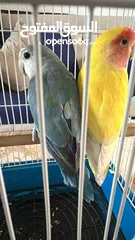  3 طيرين روز ذكر ونثى بياضات تحتهم 5 بيضات