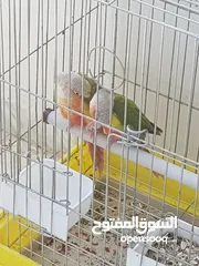  1 جوز جرين شيك هاي رد اناناس طفره مستوى اول حجم دبل دبل دبل جامبو منتج شغال فيديو غني عن شرح