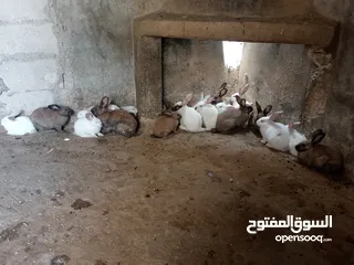  3 ارانب للبيع فرنسي وبلدي