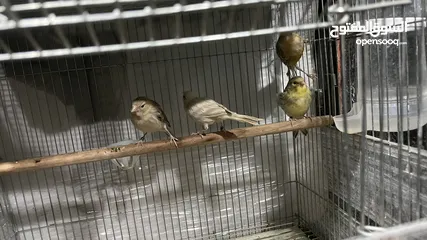  4 طيور للبيع