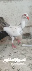  3 مخاليف سلافر