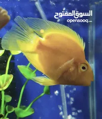  3 سمك زينة مفترس للبيع (كوم كامل أو نص الكوم)