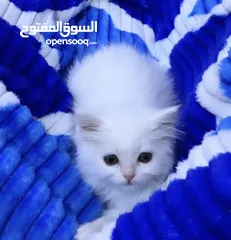  2 قطط شيرازي البيع