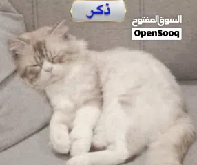  1 قط أليف  نوع هملايا