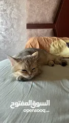  2 قط سكوتش فولد ستريت قولد مع كامل اغراضه