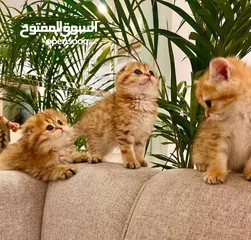  3 للبيع سكوتش فولد وستريت قولد شورت هير