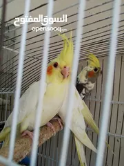  1 مخاليف كوكتيل لون اصفر عين حمرة جامبو