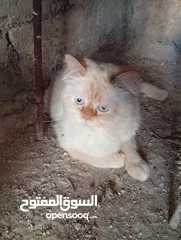  14 متوفر لدينا قطاط شرزي