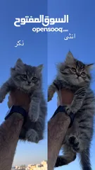  3 قطط شيرازيه بصحه ممتازه