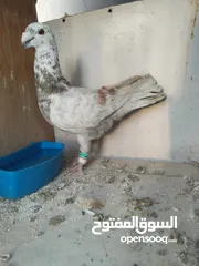  7 جوز كشكي اصفر طيره عجمية فحل هومر جوز مسكي
