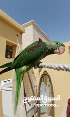  1 Alexander Nepali parrot