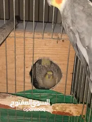  7 جوز طيور كوكتيل شغالات ومنتجات بأذن الله تعالى