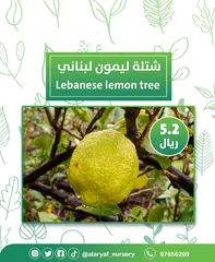  11 شتلات وأشجار الليمون لیموں من مشتل الأرياف  أسعار منافسة  الأفضل في السوق