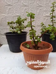  17 مشتل بيتي متوفر انواع نباتات خارجية وداخلية اقرا الاعلان تحت واسال عن أي نوع