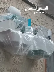  3 جوز روز مع ذكر للبيع بسعر ممتاز حرق حرق حرق