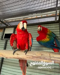  4 Cockatoo and Macaw parrots available