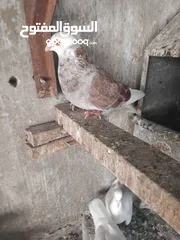  10 حمام حجم كبير للبيع عدد. 14