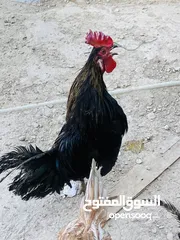  4 دجاج عرب للبيع