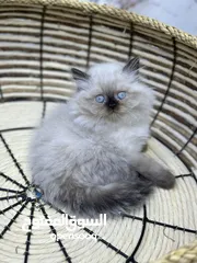  3 هملايا  اكثر من لون ( شاهد الوصف )  (الي مهتم يرن )