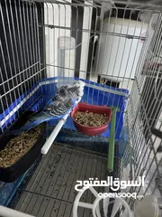  4 جوز هوقو رومو شغال كفاله الفحل حجم جامبو دبل كريس