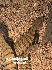  2 سحالي Lizards