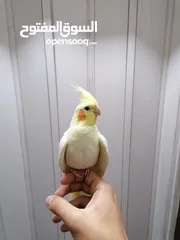  2 كوكتيل اليفات لاتينو عين حمراء