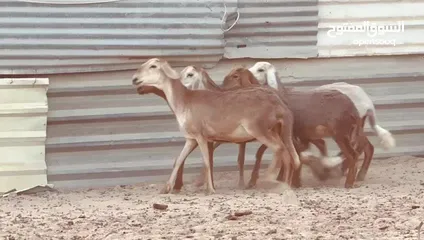  6 جعد سوداني اللهم بارك