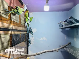  7 جواز درة شغالة للانتاج طفرات جميلة جداً
