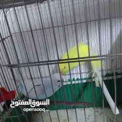  18 التواصل عبر الوتس اب عصافير حب وكوكتيل حجم جامبو كبير مفتلات والبينه وعادي