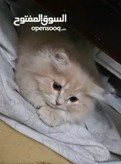  3 قط شيرازي  شامبين كرميل ذكر شعر طويل جدا