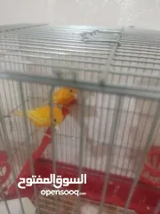  3 جوز فيشر + وجوزكنار جواز سغاله