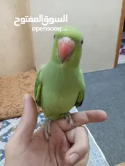  2 ببغاء دره زق يدوي عمر اربع شهور
