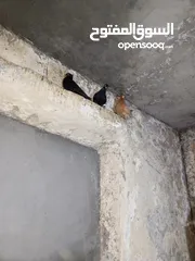  4 حمام زق شي فاخر من الاخر جواز كل جوز بسعره وفي فراخ  جواز مكفوله