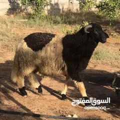  4 خروف وطني ربي يبارك