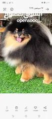  22 Pomeranian  Tibetan Mastiff Samoyed  Giant Malamute