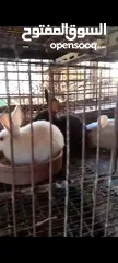  1 ارانب للبيع