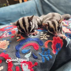  3 Suger Gliders (2 Females - Twin Sisters)