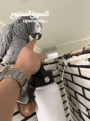  1 Gray parrot - كاسكو