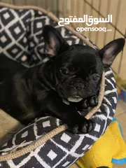  7 French Bulldog