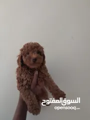  1 Toy Poodle Puppies