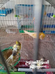  3 جوز نخب اول شغل مقنى