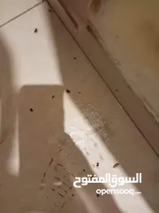  3 شركه مكافحة الحشرات رش مبيدات