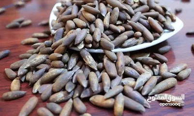  10 صنوبر عالي أفغانستان – كنز من قلب غابات أفغانستان  High-Quality Pine Nuts from Afghanistan