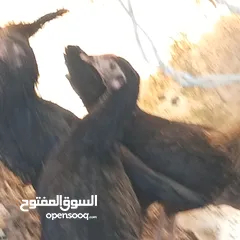  5 فراخ للبيع السلط