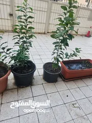  3 حدائق وأشجار  شكله برتقال عمر واحد سنه