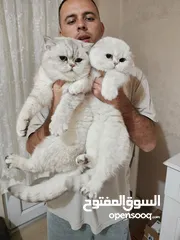  2 ذكر سكوتش استريت مسجل للتزاوج للبيع